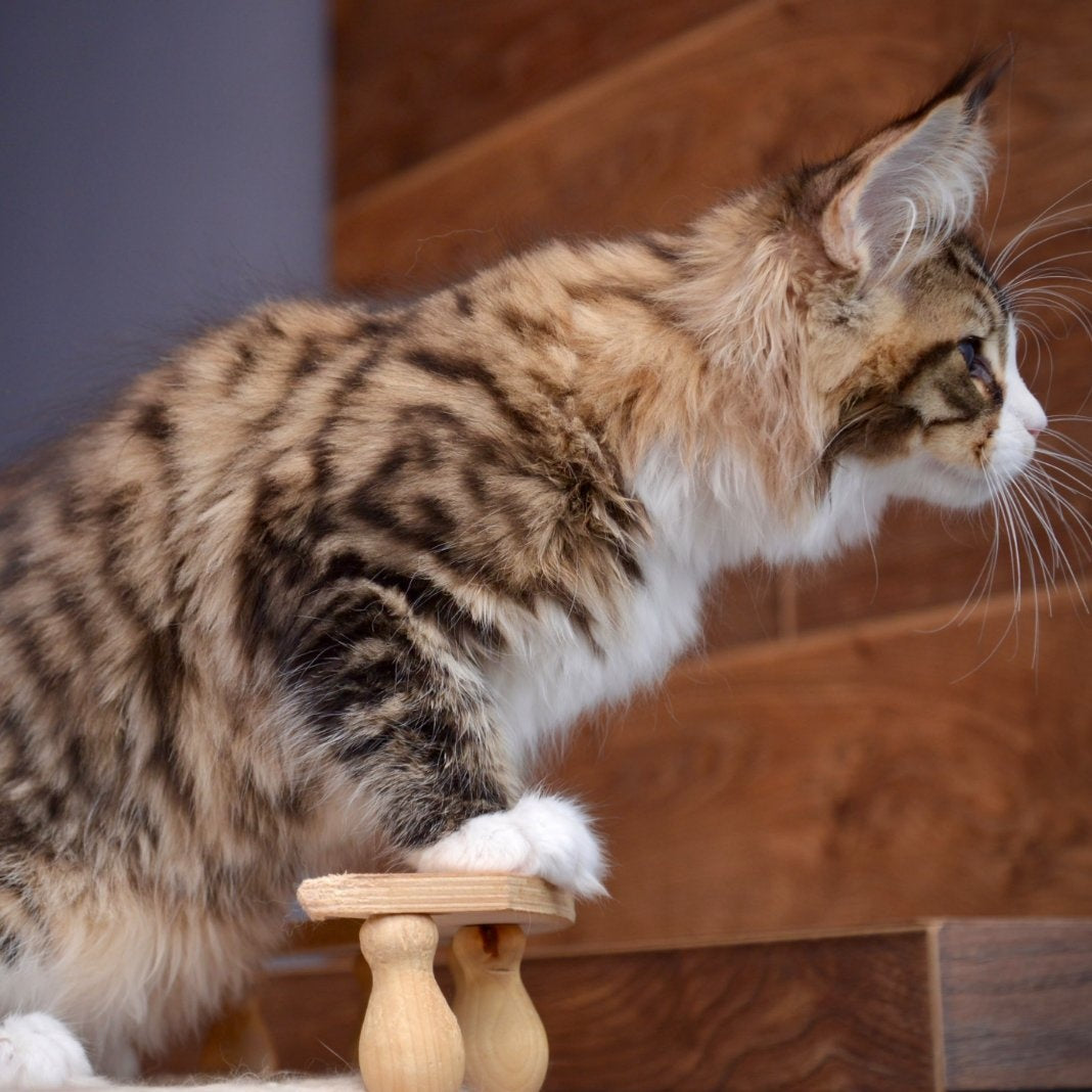 Bright Star Maine Coon male, black with white spotted tabby