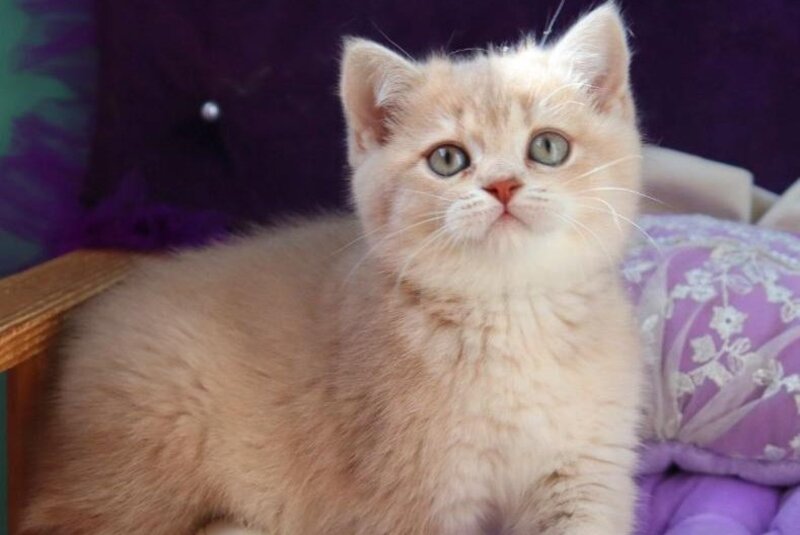 Perla British Shorthair female lilac golden shaded - live animals