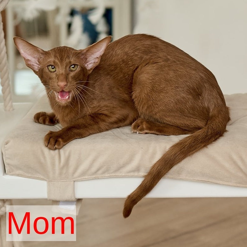 Dallas Oriental Shorthair male, black