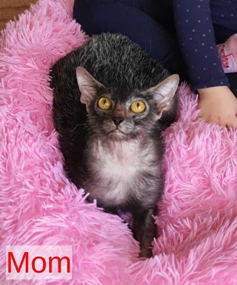 Clementine Lykoi female, black