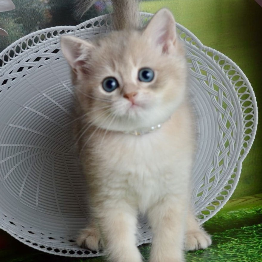 Ursula British Shorthair female, blue golden shaded