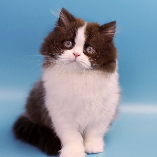 Zabava British Longhair female, chocolate bicolour
