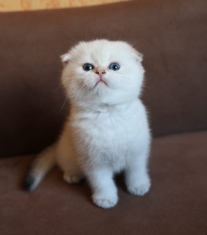 Dave Scottish Fold male, black golden ticked tabby pointed