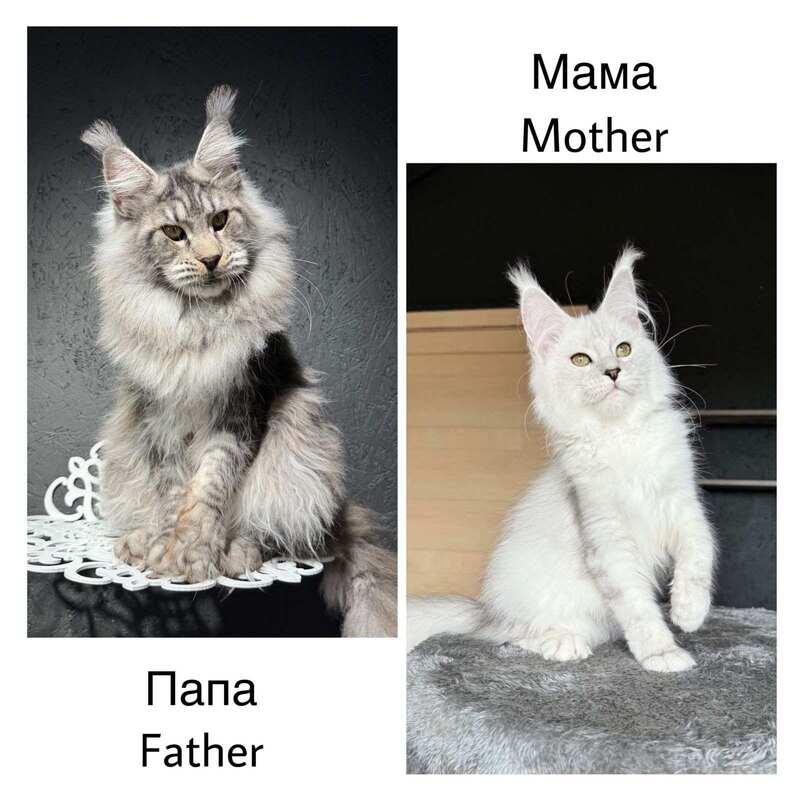 Vadash Maine Coon male black silver spotted tabby - live animals