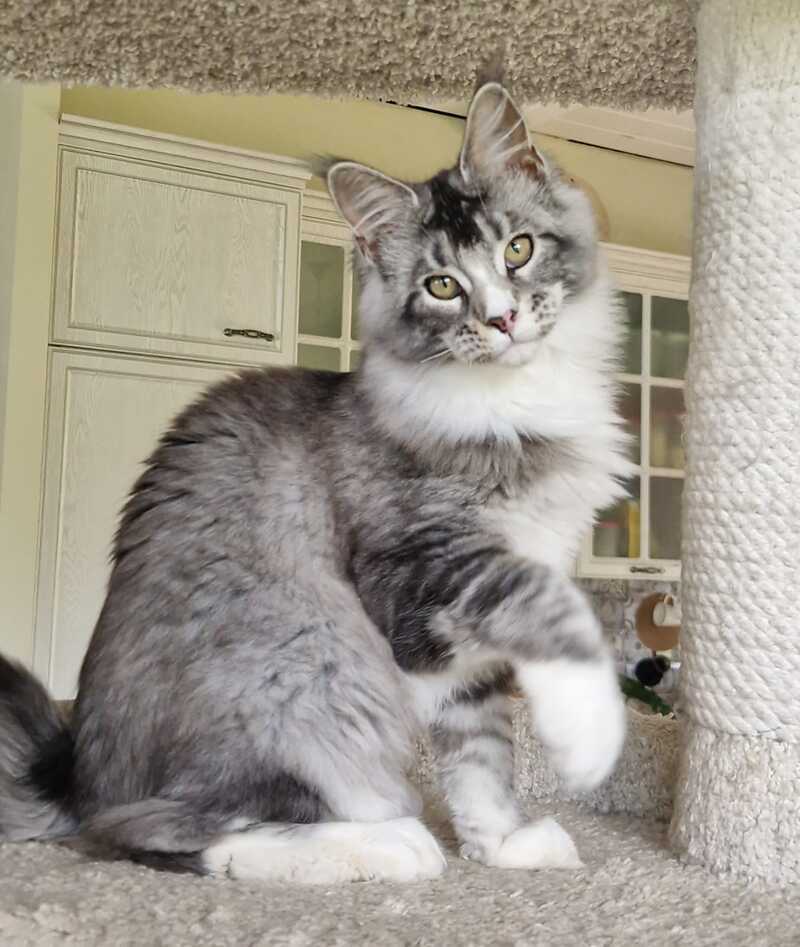 Barbariska Maine Coon female, black silver ticked tabby with white