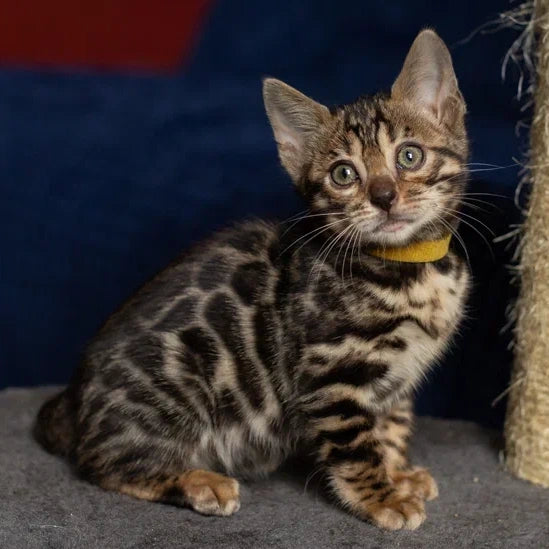 Waneta Bengal female, black spotted tabby
