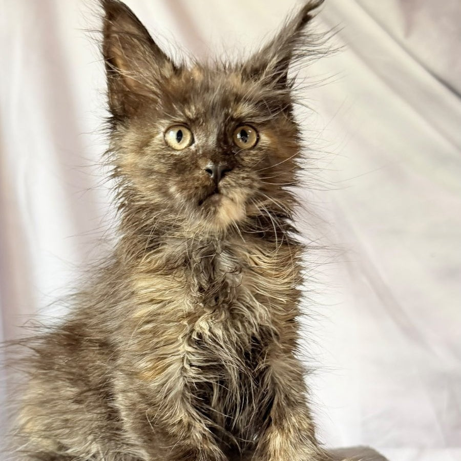 Naima Maine Coon polydactyl 6x6x6x6 female, black tortie