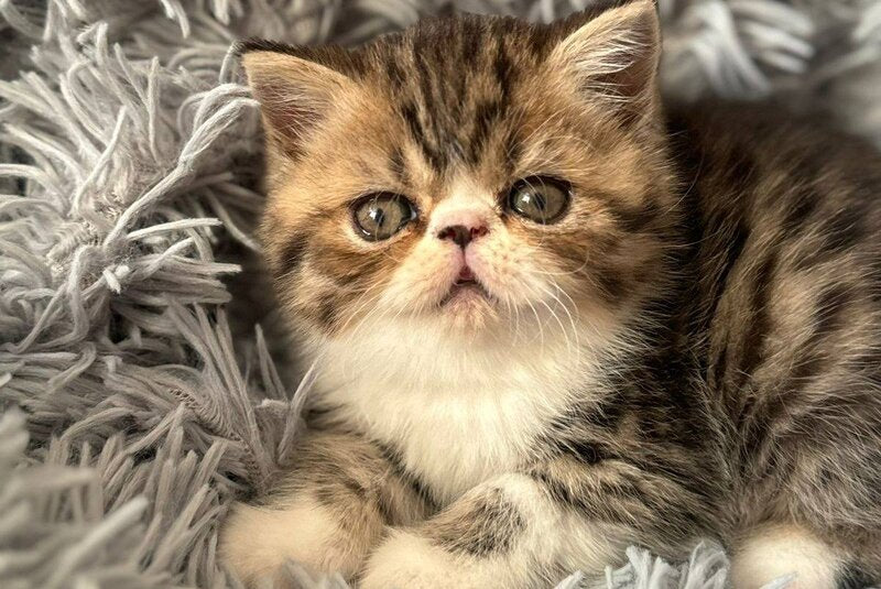 A’Taisiya Persian female, black tortie spotted tabby bicolour