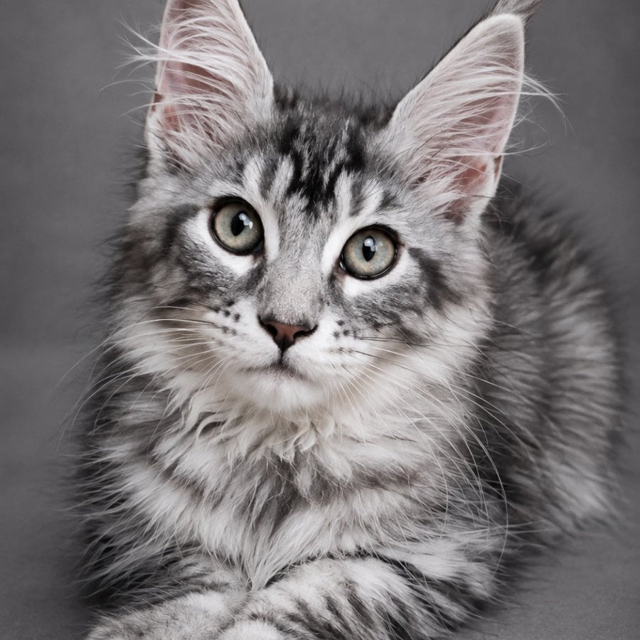 Lola Maine Coon female, black silver tabby