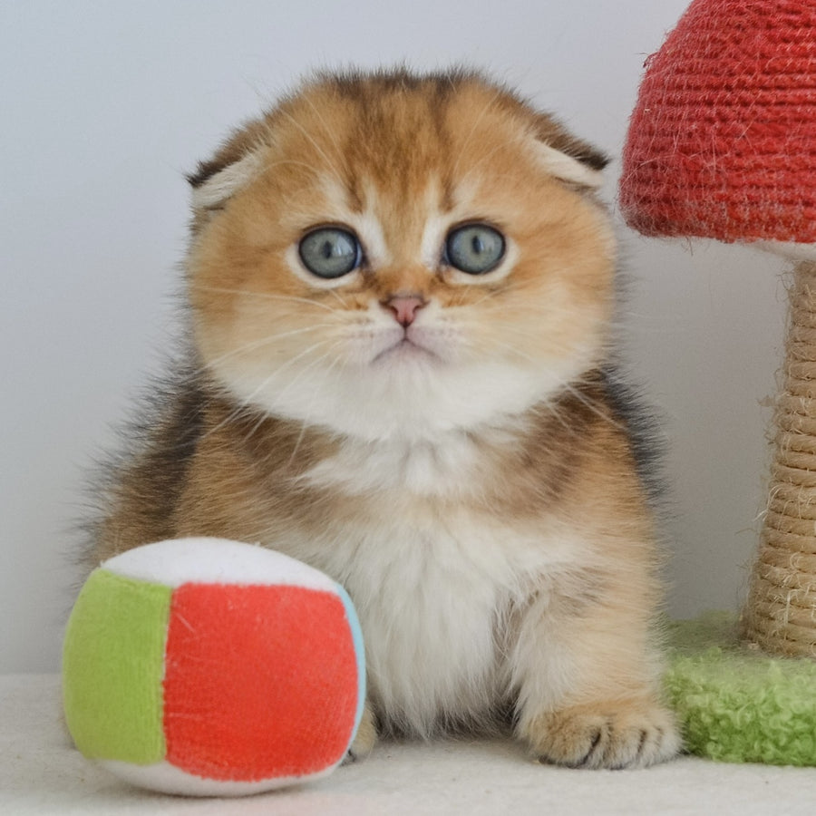 Hunter Munchkin male, black golden ticked tabby
