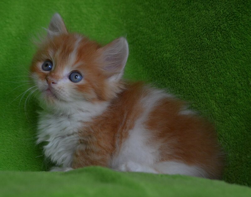 Narciss Munchkin male red bicolour tabby - live animals