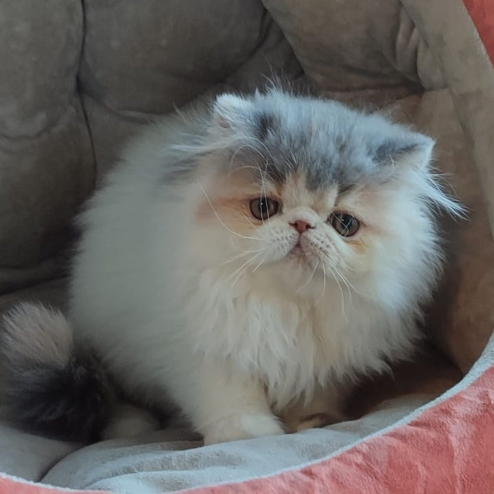 Chamomile Persian female, blue tortie bicolour