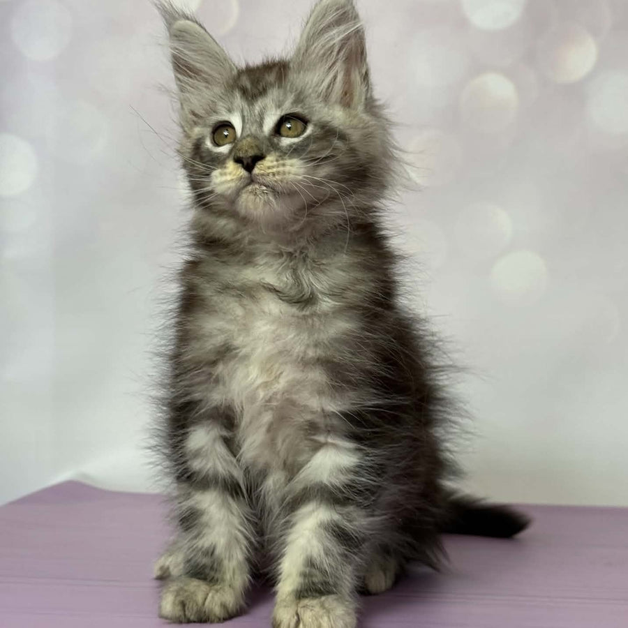 Fantik Maine Coon male, black silver tabby
