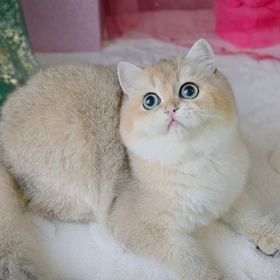 Richard British Shorthair male, black golden shaded