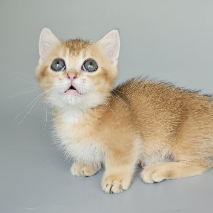 Bublik Munchkin male, black golden shaded