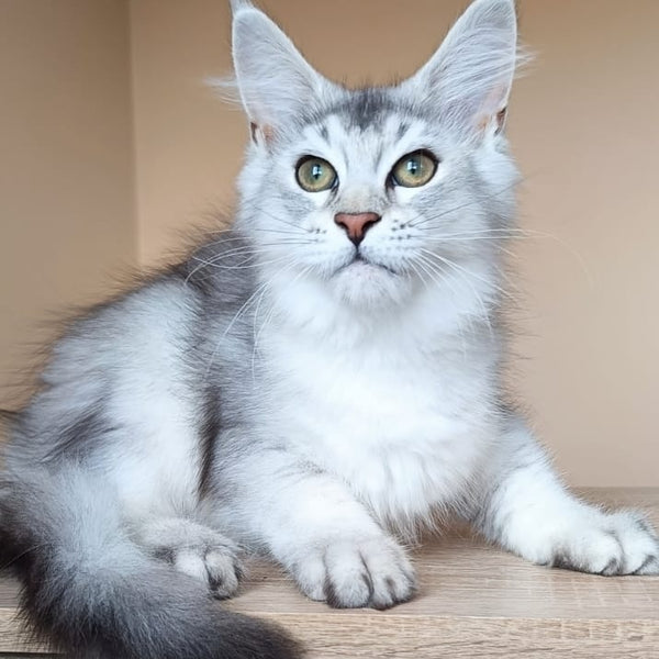Evana Maine Coon female, black silver ticked tabby