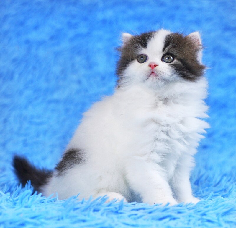 Favorite Scottish Straight male black van tabby - live animals