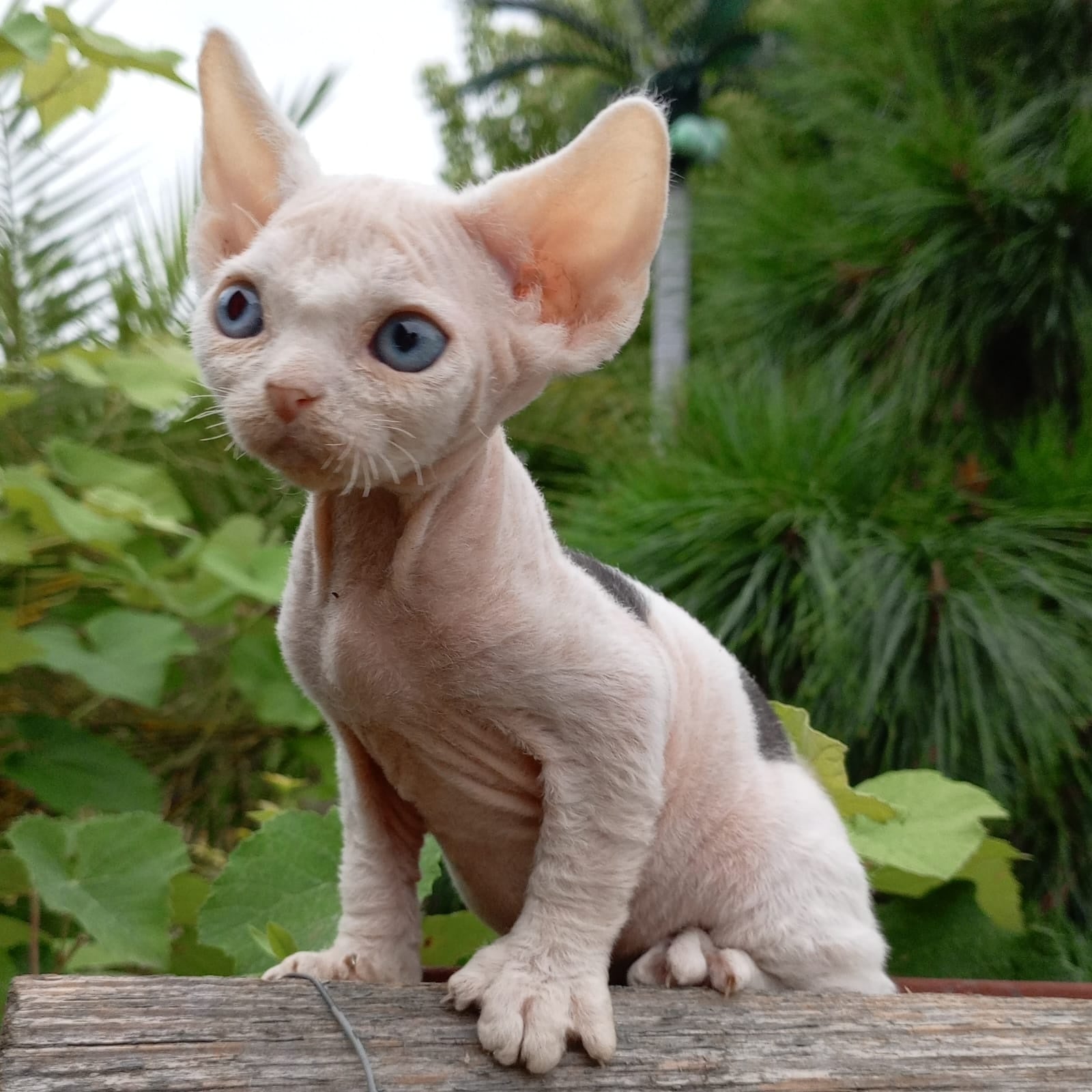 Piero Devon Rex male, black harlequin