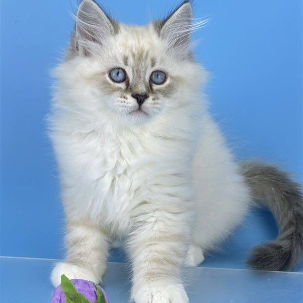 Aramis Siberian male, black tabby pointed bicolour