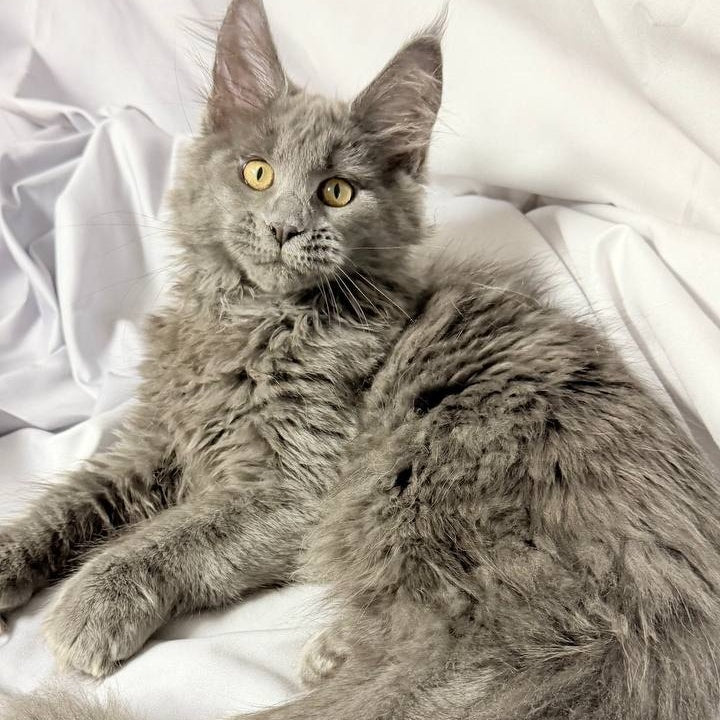 Fablette Maine Coon polydactyl 6x6x6x6 female, blue silver with white