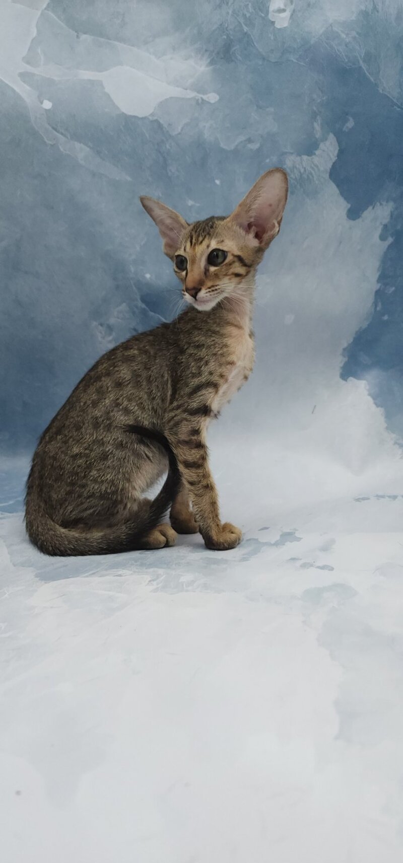 Odette Oriental Shorthair female, black spotted tabby