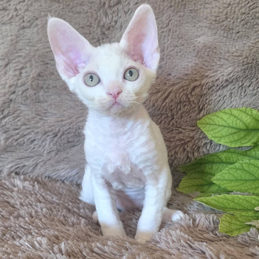 Watson Devon Rex male, white
