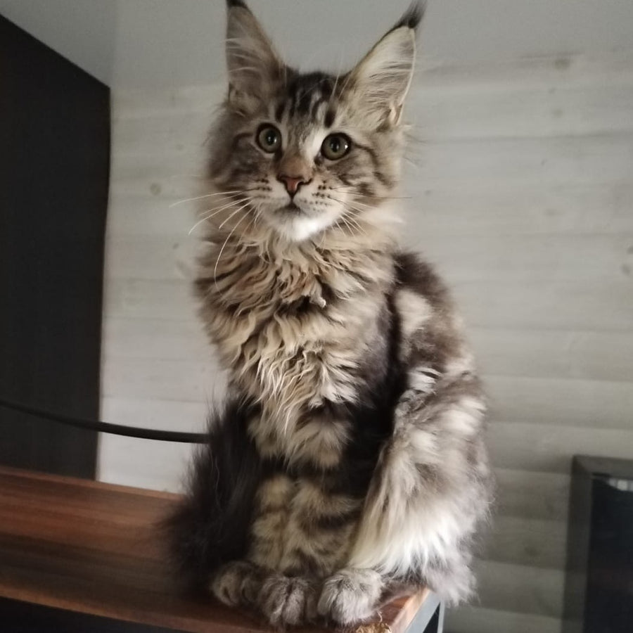 Yarik Maine Coon male, black tabby