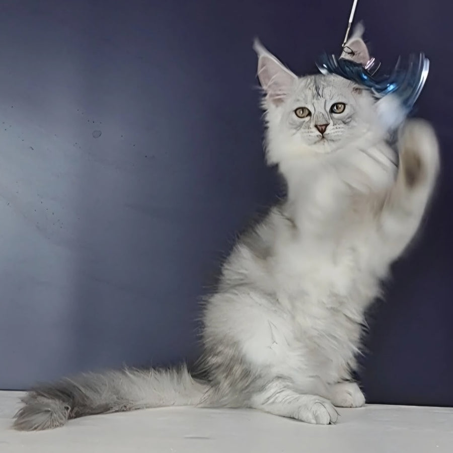 Oscar Maine Coon male, black silver tabby