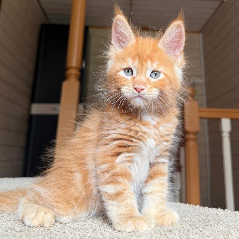 Amur Maine Coon male, red tabby with white