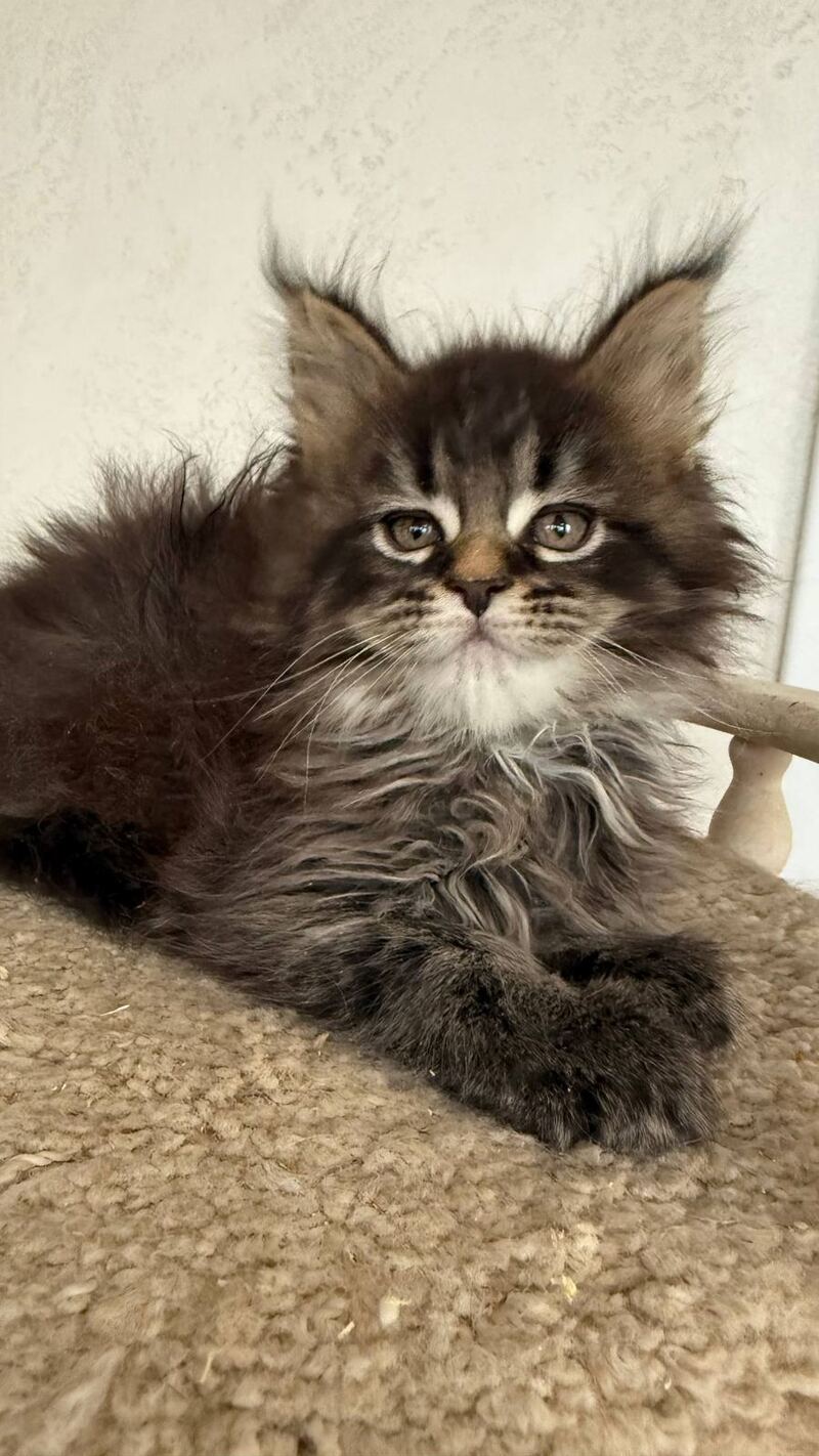 Safina Maine Coon male black tabby - live animals
