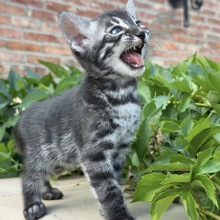 Chopard Bengal male, black silver spotted tabby