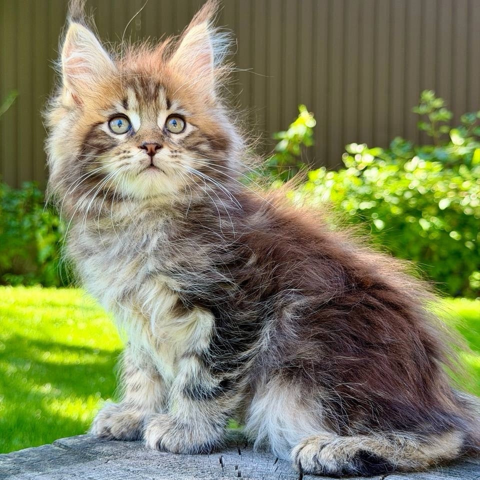 Nixx Maine Coon male, black tabby