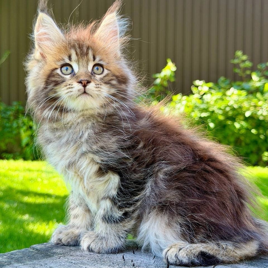 Nixx Maine Coon male, black tabby