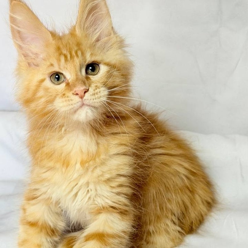 Luthor Maine Coon male, red tabby