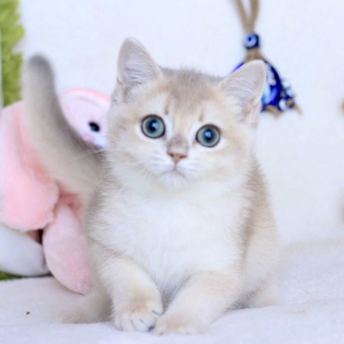 Webster British Shorthair male, blue golden chinchilla