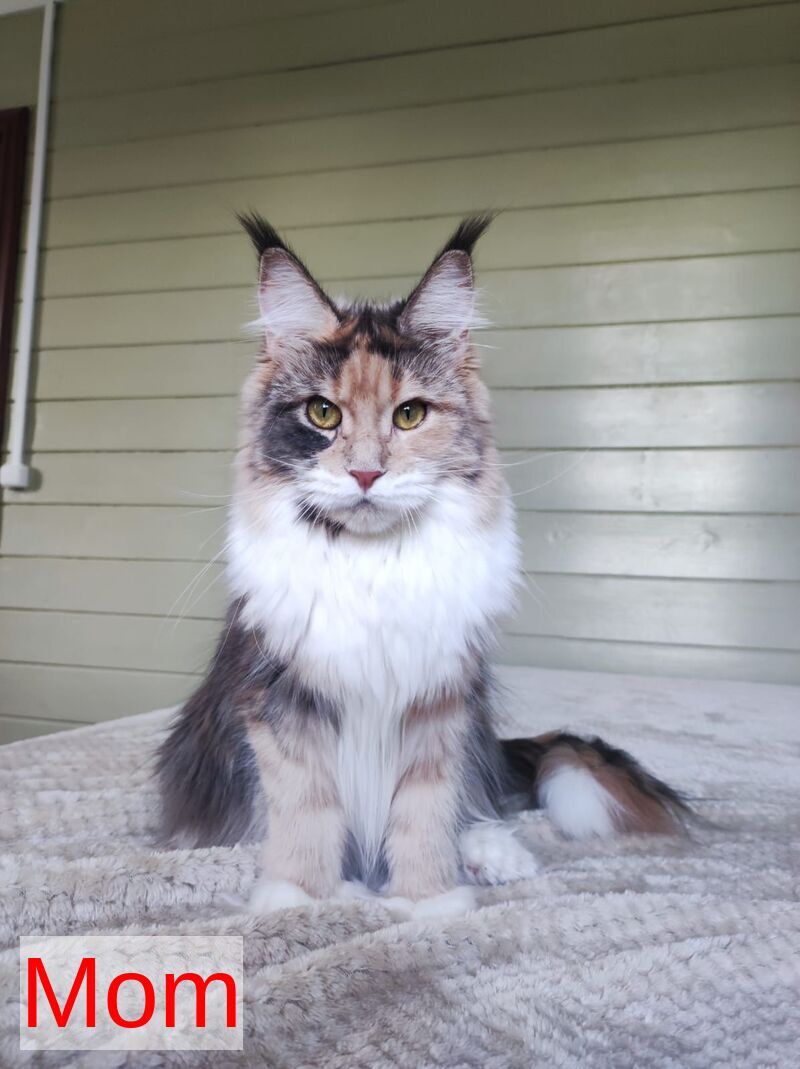 Enigma Maine Coon polydactyl female, blue tortie with white