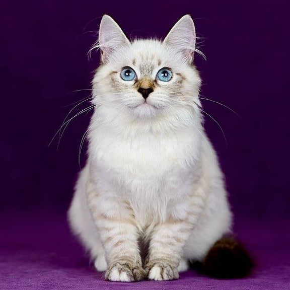 Jinnie Siberian female, black with white tabby pointed