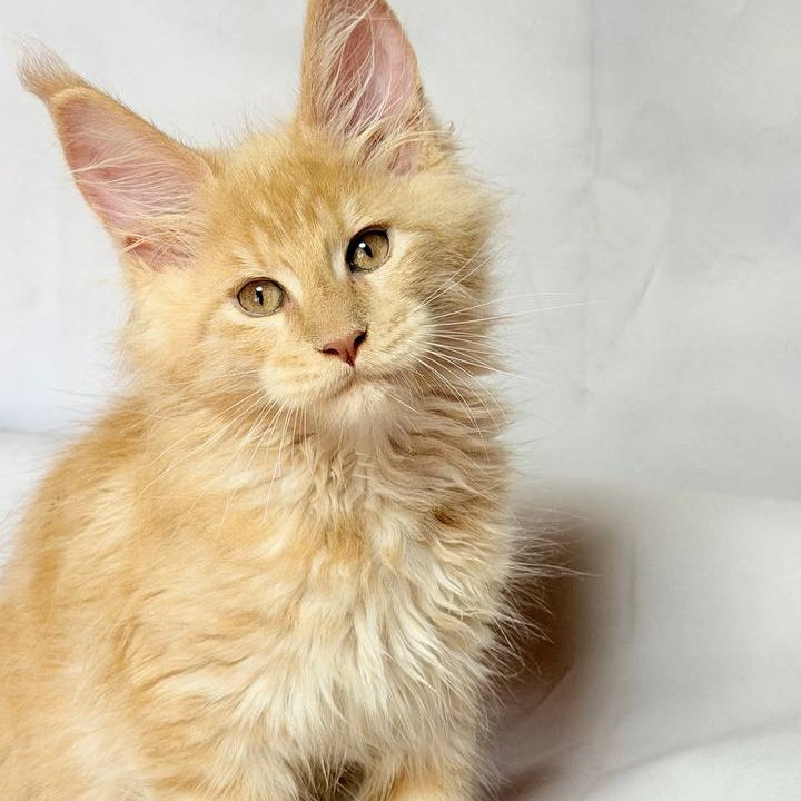 Lazarus Maine Coon polydactyl 6x6x6x6 male, cream silver tabby