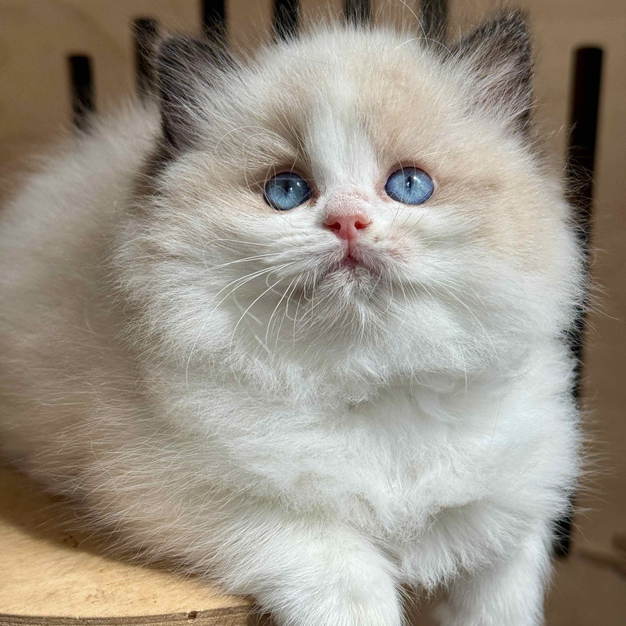Muffin Ragdoll male, black bicolour