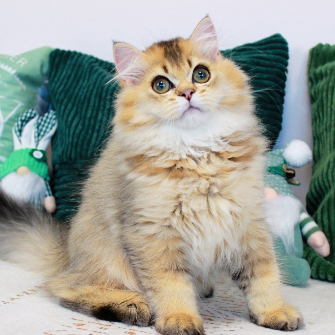 Oliver British Longhair male, black golden ticked tabby