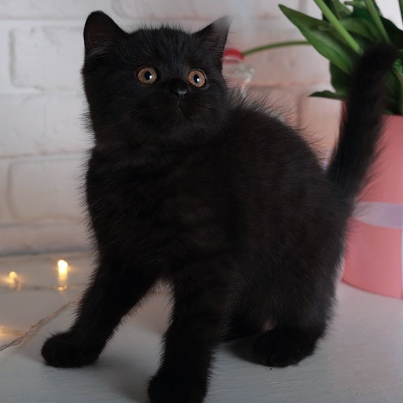 Armani British Shorthair male, black