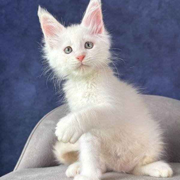 Taivar Maine Coon male, red silver shaded