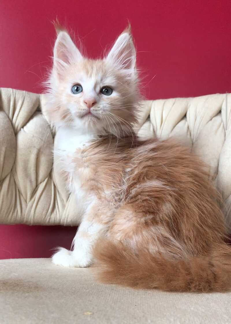 Yarik Maine Coon male, red silver tabby bicolour