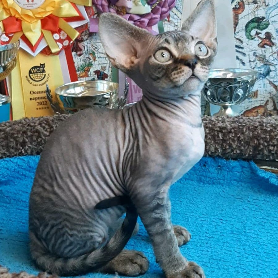 Gregory Devon Rex male, black tabby