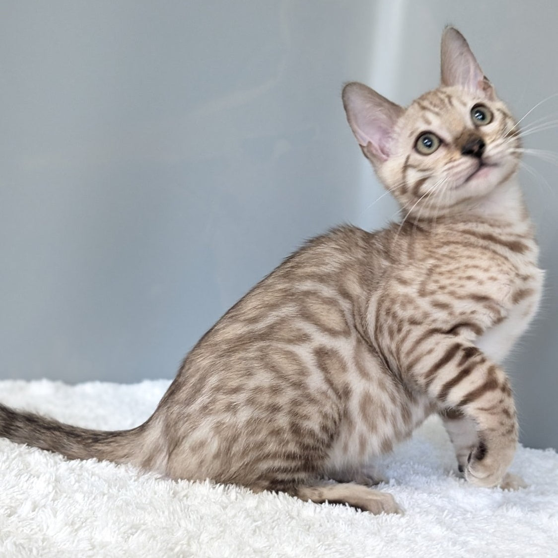 Chester Bengal male, black spotted tabby pointed