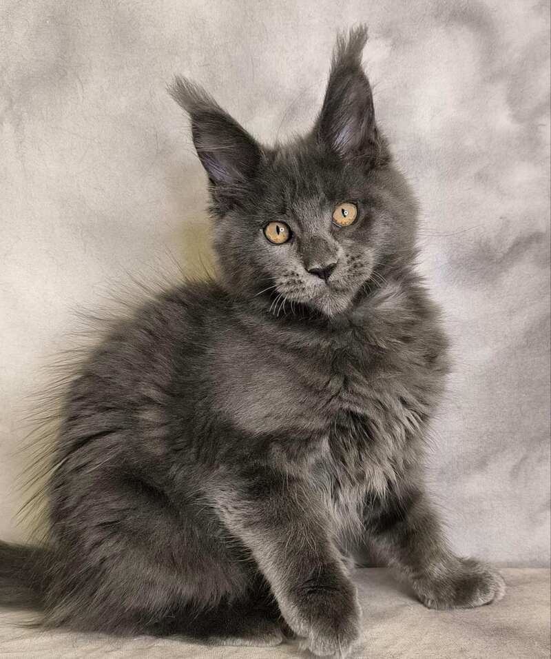 Sheila Maine Coon female, blue silver