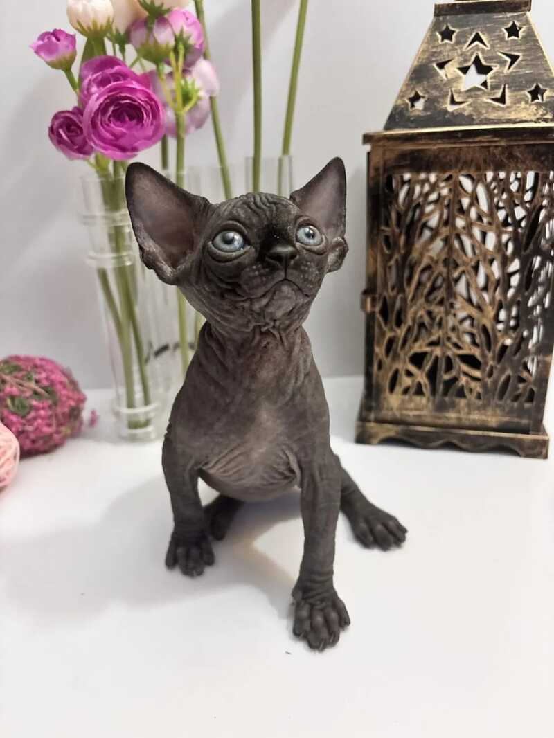 Aziza Canadian Sphynx female black - live animals