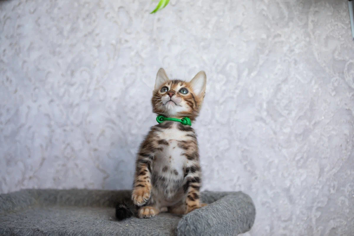 Boss Bengal male, black spotted tabby