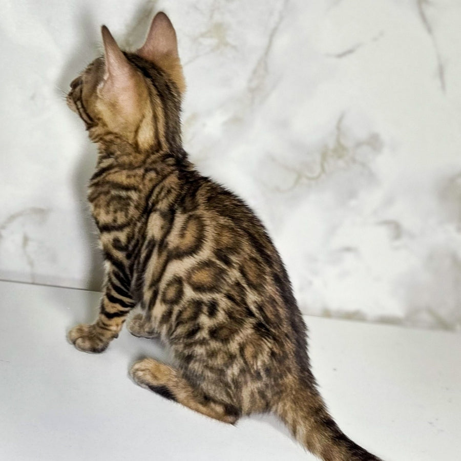 King Bengal male, black spotted tabby