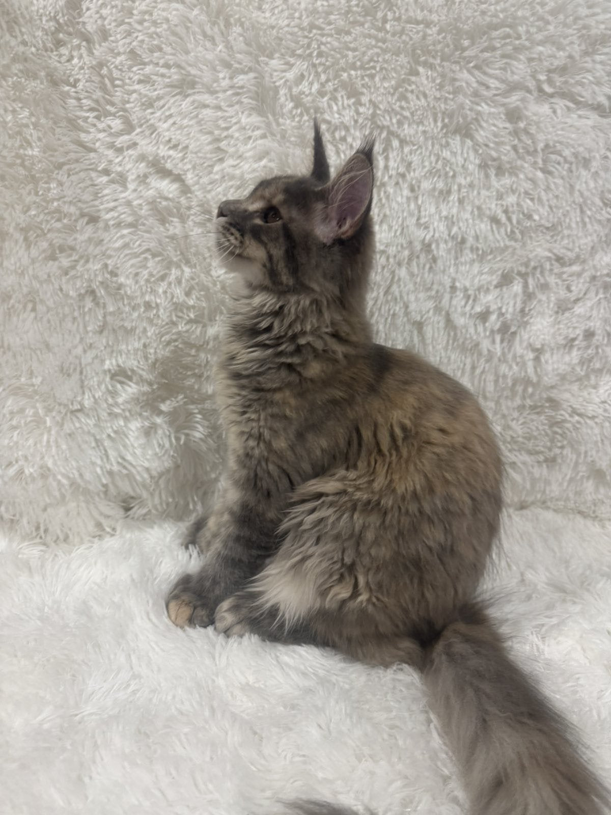 Fiona Maine Coon polydactyl female, blue tortie spotted tabby